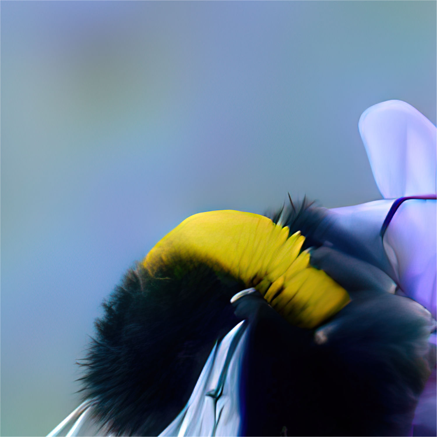 Zoomed-in view of Study of a Bumblebee on Lavender in Provence, France