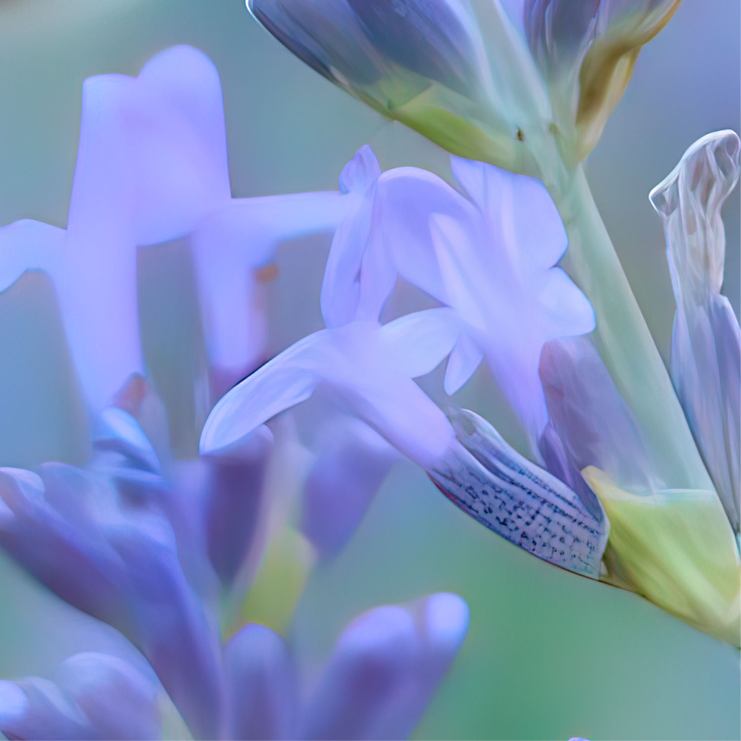 Zoomed-in view of Study of a Bumblebee on Lavender in Provence, France