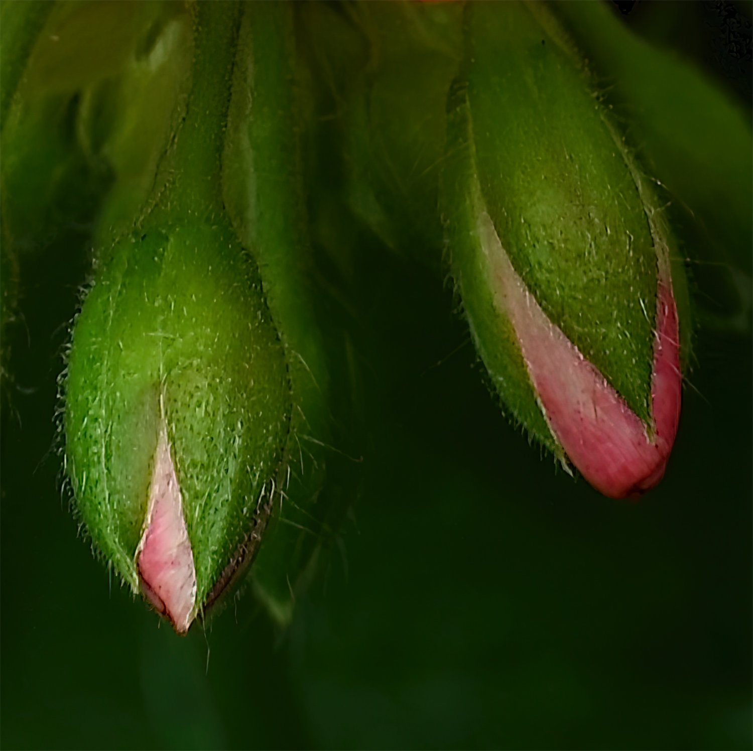 Zoomed-in view of Red Geranium Flowering in Shade