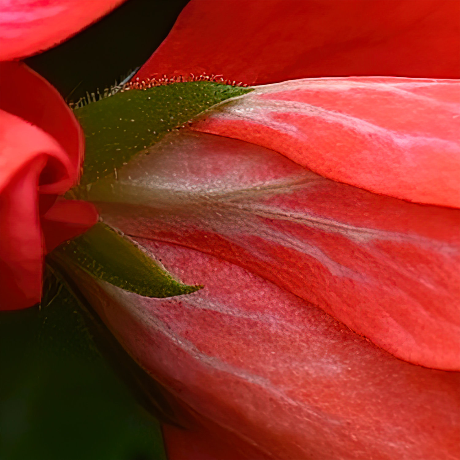 Zoomed-in view of Red Geranium Flowering in Shade