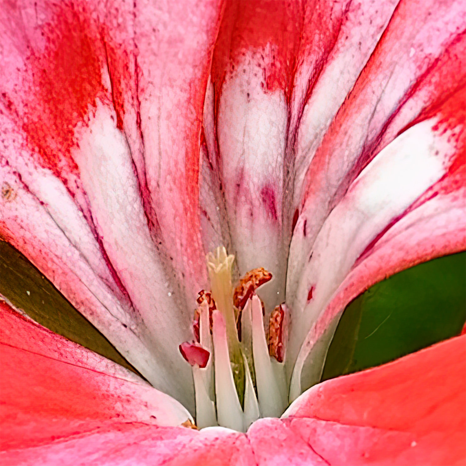 Zoomed-in view of Red Geranium Flowering in Shade